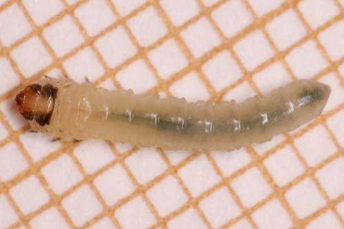 Scolioneura betuleti